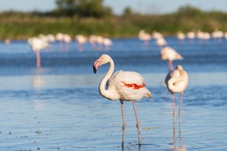 Greater Flamingos (Phoenicopterus roseus) walking in the water, Parc Naturel Regional de Camargue,