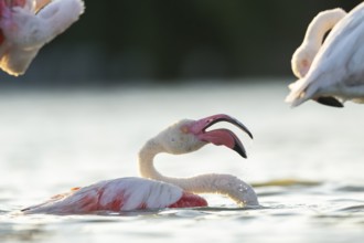 Greater Flamingo (Phoenicopterus roseus) in the water cleaning its feathers at sunset, Parc Naturel