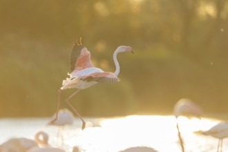 Greater Flamingo (Phoenicopterus roseus) landing in the water at sunset, Parc Naturel Regional de