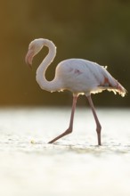 Greater Flamingo (Phoenicopterus roseus) walking in the water at sunset, Parc Naturel Regional de