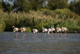 Greater Flamingos (Phoenicopterus roseus) walking in the water, Parc Naturel Regional de Camargue,