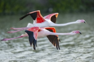 Greater Flamingo (Phoenicopterus roseus) starts flying from the water at sunset, Parc Naturel