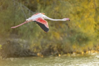 Greater Flamingo (Phoenicopterus roseus) starts flying from the water at sunset, Parc Naturel