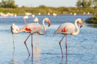 Greater Flamingos (Phoenicopterus roseus) walking in the water, Parc Naturel Regional de Camargue,