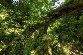 Historic chestnut, chestnut tree, Castanyer de St.Nicolau, natural monument, (Castanea), Sant