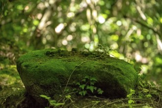 Stone overgrown with moss in the hills of Sant Miquel de Campmajor, Cataluña, Catalonia, Spain,