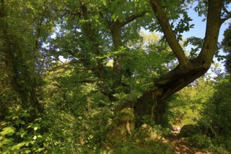 Historic chestnut, chestnut tree, Castanyer de St.Nicolau, natural monument, (Castanea), Sant