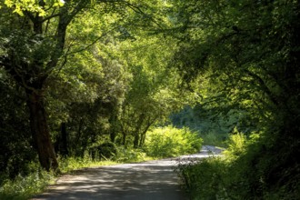 Hiking trail in the hills of Sant Miquel de Campmajor, Cataluña, Catalonia, Spain, Sant Miquel de