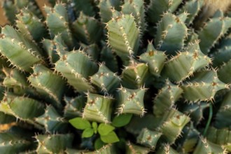 Sardinia, cactus plants, Bosa, Europe, Province of Oristano, Italy, vegetation, flora, photography,