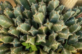 Sardinia, cactus plants, Bosa, Europe, Oristano province, Italy, outdoor, village, holiday, flora,