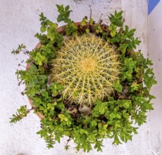 Sardinia, flower arrangement with a cactus and green leaves, Tinnura, Europe, Oristano province,