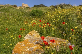 Sardinia, poppies and meadow with sea, Tharros, Europe, Province of Oristano, Italy, view, flowers,