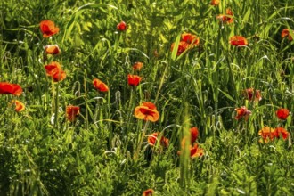 Sardinia, meadow with poppies, Tharros, Europe, Province of Oristano, Italy, flowers, relaxation,