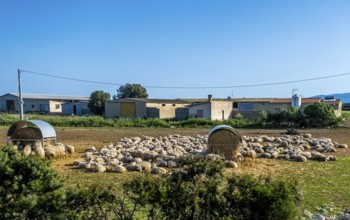 Sardinia, A flock of sheep lying in the sun, Tharros, Europe, Province of Oristano, Italy,