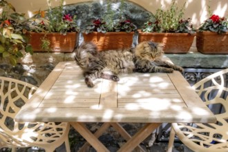 Sardinia, A cat sunbathing on a garden table, Santu Lussurgiu, Europe, Province of Oristano, Italy,