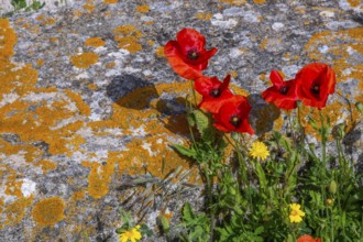 Sardinia, Poppies and Meadow, Tharros, Europe, Province of Oristano, Italy, Ancient, Flowers,