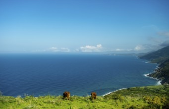 Sardinia, Mountainous coastal landscape by the sea, grazing cows and blue sky with clouds, Bosa,