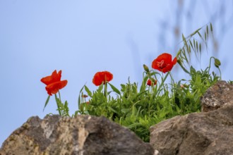 Sardinia, poppies (papaver) on the coastal strip, Bosa, Europe, Oristano province, Italy, flowers,