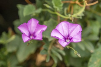 Sardinia, Convolvulus althaeoides, bindweed family, Villanova Monteleone, Europe, Province of