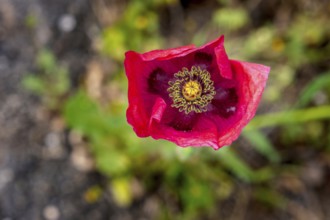 Sardinia, Poppy plant (Papaver), Villanova Monteleone, Europe, Province of Sassari, Italy,