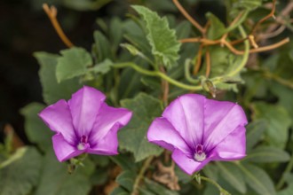 Sardinia, Convolvulus althaeoides, bindweed family, Villanova Monteleone, Europe, Province of