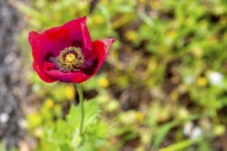 Sardinia, Poppy plant (Papaver), Villanova Monteleone, Europe, Province of Sassari, Italy,