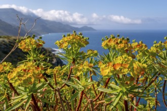 Sardinia, spurge (Euphorbia) bushes on the coastal road by the sea, blue sky with clouds, Villanova