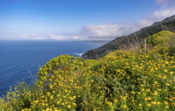 Sardinia, daisies (Leucanthemum) flower field on the coastal road by the sea, blue sky with clouds,
