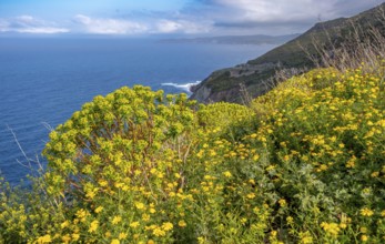Sardinia, daisies (Leucanthemum) flower field on the coastal road by the sea, blue sky with clouds,