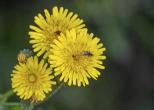 Sardinia, Urospermum dalechampii with beetle, Order of Asteraceae, Villanova Monteleone, Europe,