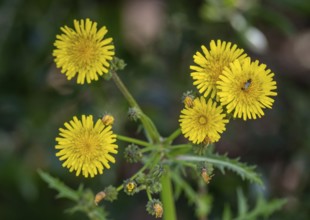 Sardinia, Urospermum dalechampii with beetle, Order of Asteraceae, Villanova Monteleone, Europe,