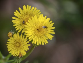 Sardinia, Urospermum dalechampii with beetle, Order of Asteraceae, Villanova Monteleone, Europe,