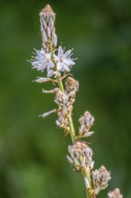 Sardinia, White asphodel (Asphodelus albus), grass tree plant flower, Villanova Monteleone, Europe,
