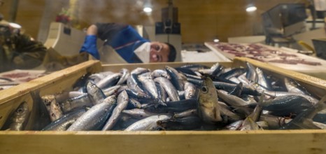 Sardinia, street market and fish market, Alghero, Europe, province of Sassari, Italy, atmosphere,