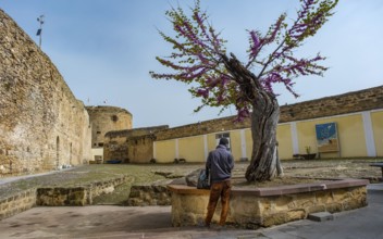 Sardinia, tree with blossoming tree crown in the bastion, tourist, Alghero, Europe, province of