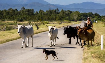 Mounted cowboy with cattle, Palmarejo, Cuba, Sancti Spíritus, Sancti Spíritus