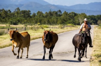 Mounted cowboy with cattle, Palmarejo, Cuba, Sancti Spíritus, Sancti Spíritus