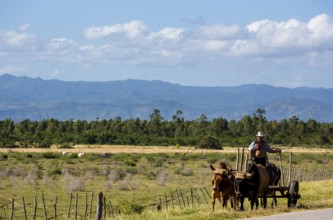 Mounted cowboy with cattle, Palmarejo, Cuba, Sancti Spíritus, Sancti Spíritus