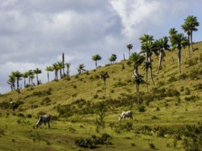 Cattle pasture between Santa Clara and Trinidad Ingenios Valley, Valle de los Ingenios, country