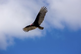 Horned Vulture (Aegypius tracheliotus Syn. Torgos tracheliotus), free-living, Sancti Spíritus,