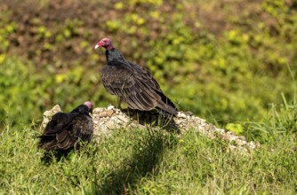Horned vulture (Aegypius tracheliotus Syn. Torgos tracheliotus), free-living, Cuba