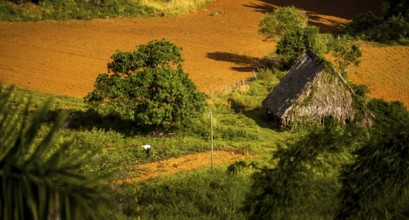 Farmhouse, farm cottage, barn for drying tobacco leaves, tobacco fields and the mountains of the