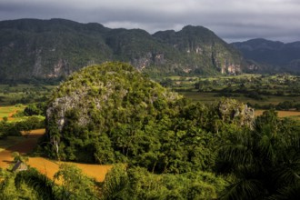 Tobacco fields and the mountains of the Mogotes, Viñales valley with karst mountains, Viñales,