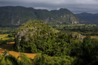Tobacco fields and the mountains of the Mogotes, Viñales valley with karst mountains, Viñales,