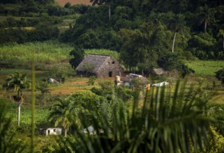 Farmhouse, farm cottage, barn for drying tobacco leaves, tobacco fields and the mountains of the