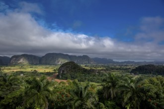 Tobacco fields and the mountains of the Mogotes, Viñales valley with karst mountains, Viñales,