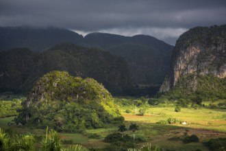 Tobacco fields and the mountains of the Mogotes, Viñales valley with karst mountains, Viñales,