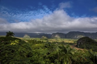 Tobacco fields and the mountains of the Mogotes, Viñales valley with karst mountains, Viñales,