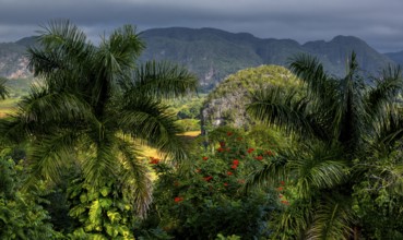 Tobacco fields and the mountains of the Mogotes, Viñales valley with karst mountains, Viñales,