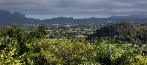Tobacco fields and the mountains of the Mogotes, Viñales valley with karst mountains, Viñales,